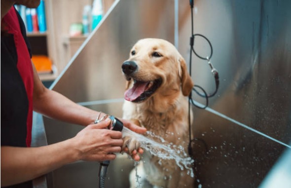 cão grande dentro de banheira tomando banho