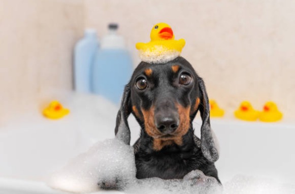 cão pequeno dentro de banheira tomando banho
