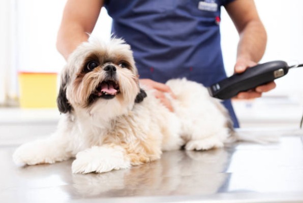 cão pequeno sendo tosado com máquina de tosa
