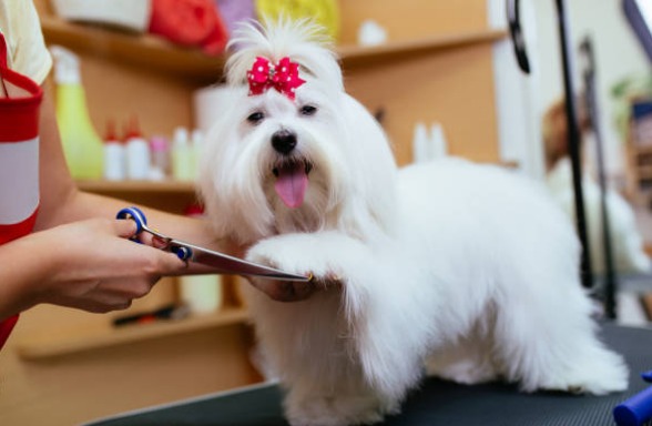 cão pequeno sendo tosado com tesoura